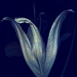 Lys 1, 2018