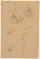 Études de feuilles et de fleurs