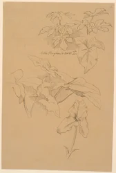 Études de feuilles, y compris une Kala. En haut : griffonnage au crayon d
