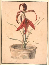 Amaryllis en fleur