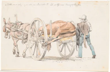 Un cheval mort transporté sur une charrette à âne