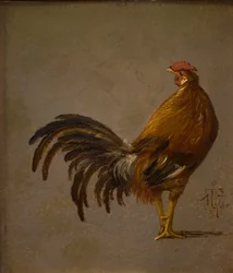 Un coq