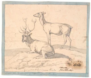 Un cerf couché et une biche debout