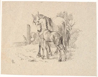 Le cheval et le poulain