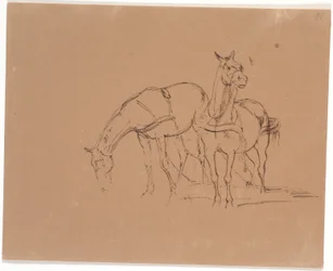 Attelage de chevaux