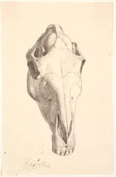 Crâne de cerf