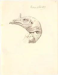 Tête d