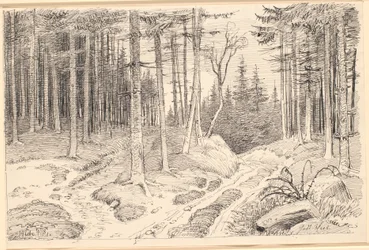 Chemin creux à travers une forêt de sapins