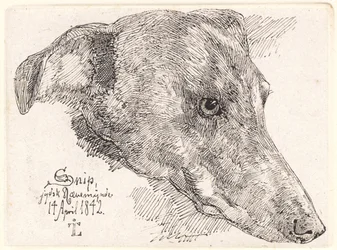 Tête de chien, Snip