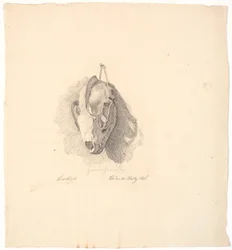 Crâne de chien