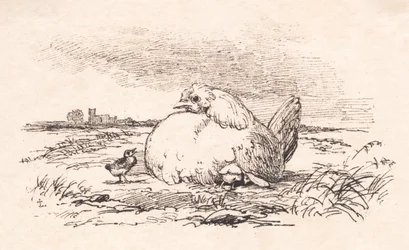 Les Poulets