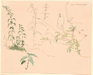 Études de plantes