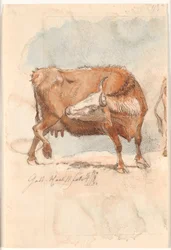 Vache rouge léchant sa cuisse droite