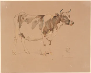 Vache rouge et blanche debout