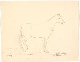 Cheval debout de profil à droite