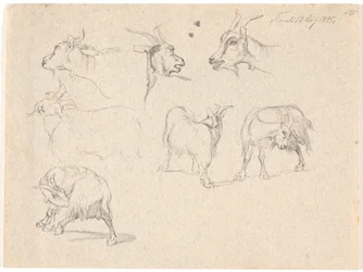 Études de chèvres