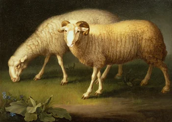 Un bélier et des moutons