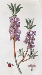 Mézéréon Daphne mezereum, 1804-1811