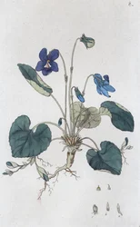 Violette odorante Viola odorata, 1804-1811