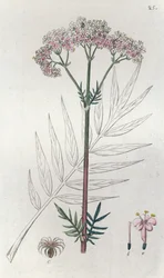 Valériane Valeriana officinalis