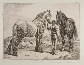 Chevaux noirs du Lincolnshire