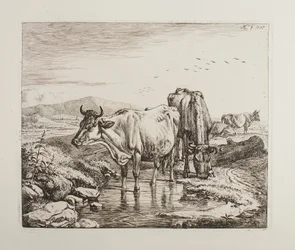 Bétail près d