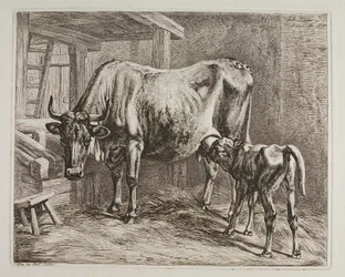 Vache avec veau qui tète
