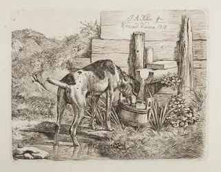 Chien buvant de l