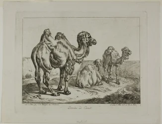 Dromadaire et chameau