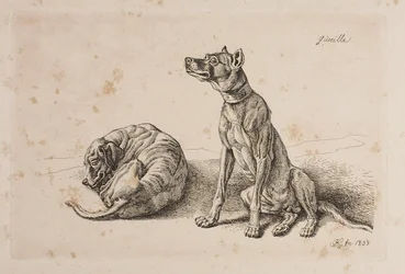 Guérilla, deux chiens