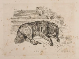 Schweizer, un chien