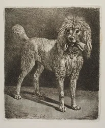 Le caniche Schwalerl