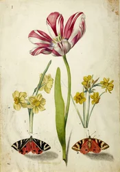 Tulipe, Narcisse et Papillons, vers 1660
