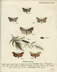 Papillon antler, Lygephila lusoria et footman plumeux