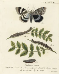 Catocala fraxini. Gravure sur cuivre coloriée à la main par Johann Carl Bock d