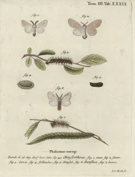 Bombyx cul-brun, Euproctis chrysorrhoea.