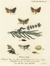 Burnished brass moth, Diachrysia chrysitis 1-5, et green silver-spangled shark, Cucullia argentea 6-9. Gravure sur cuivre coloriée à la main par Johann Carl Bock d