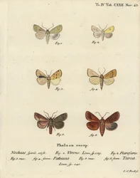 Burren vert, Calamia tridens 1, saule, Xanthia icteritia 2, saule à rayures angulaires, Enargia paleacea 3,4, et double ligne, Mythimna turca 5,6. Gravure à la main en cuivre par Johann Carl Bock d