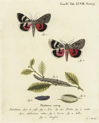 Catocala pacta. Gravure sur cuivre coloriée à la main par Johann Carl Bock d