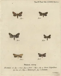 Papillon commun, Korscheltellus lupulina 1-4, papillon doré, Phymatopus hecta 5, et Pharmacis carna 6. Gravure à la main en cuivre par Johann Carl Bock d