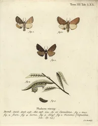 Ptilodon capucinus