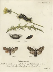 Tussock sombre, Dicallomera fascelina