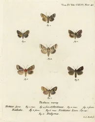 Eremobia ochroleuca, Cynaeda dentalis, Amphipoea oculea, Mesapamea secalis. Gravure sur cuivre coloriée à la main par Johann Carl Bock d