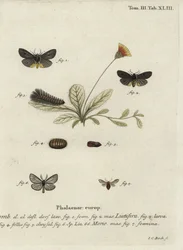 Epatolmis caesarea et Penthophera morio