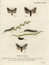 Papillons gothiques à plumes et Rannoch sprawler