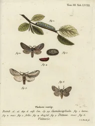 Papillon figure de huit, proéminent hirondelle et Drymonia velitaris