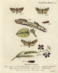 Papillon orange givré, Gortyna flavago 1,2, et nuances angulaires, Phlogophora meticulosa 3-7. Gravure à la main en cuivre par Johann Carl Bock d