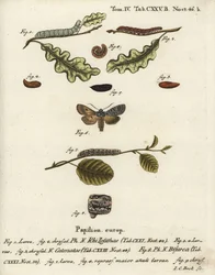 Noeud gris, Lithophane ornitopus 1,2, châtaigne froncée, Agrochola helvola 3-5, conformiste, Lithophane furcifera 6-9. Gravure sur cuivre colorée à la main par Johann Carl Bock d