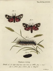 Papillon tigre d