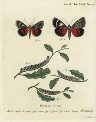 Papillon de la promesse, Catocala promissa. Gravure sur cuivre coloriée à la main par Johann Carl Bock d